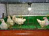 Продам цыплят, петушков и инкубационное яйцо несушки породы Леггорн.
