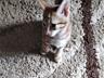 Котята ищут дом