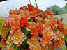 Ампельные бегонии 15 сортов с доставкой.