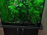 Продам аквариумные растения и рыбок гуппи.