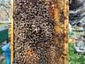 Продам пчёлосемьи, отводки
