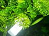 Продам аквариумные растения и рыбок гуппи.