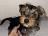 Продаются породистые клубные щенки Йорк мальчики
