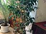 Продам комнатные растения