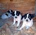 Щенки Джек-рассел-терьер