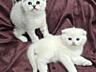 Продам шотландских котят