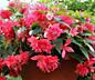 Ампельные бегонии 15 сортов с доставкой.