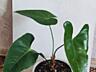 Продам очень красивые комнатные растения