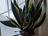Продам очень красивые комнатные растения