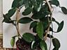 Продам очень красивые комнатные растения