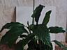 Продам очень красивые комнатные растения