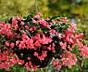Ампельные бегонии 15 сортов с доставкой.