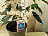 Продам комнатные растения.