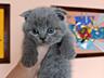 Продаются шотландские котята