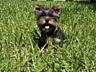 Йоркширский терьер / Yorkshire terrier / Йорк