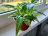 Продам комнатные растения