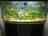 СРОЧНО! Аквариум 220л, рыбы в подарок.
