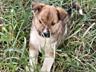 Подарю щенков
