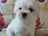 Продаётся шикарный щенок Мальтийская болонка мальчик
