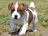 Продаются породистые клубные щенки Джек Рассел терьер.