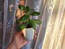 Продам комнатные растения
