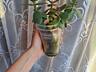 Продам комнатные растения