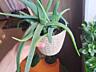 Продам комнатные растения