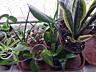 Продам комнатные растения