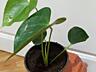 Антуриум белый Кокос и Гиант Шоколад