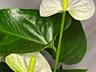 Антуриум белый Кокос и Гиант Шоколад