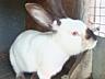 Продаются Кролики разных пород