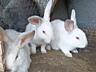 Продаются Кролики разных пород