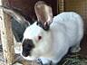 Продаются Кролики разных пород
