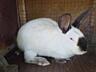 Продаются Кролики разных пород