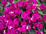 Бугенвиллия 27 сортов. Доставим бесплатно.