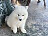 Щенки Самоеда