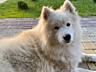 Щенки Самоеда