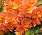 Бугенвиллия 27 сортов. Доставим бесплатно.