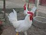 Продам петушков и инкубационное яйцо несушек породы Леггорн.
