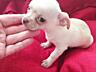Продам щенков чихуахуа мини от породистых родителей