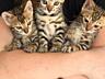 Продаются котята породы Бенгал 5 шт