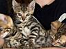 Продаются котята породы Бенгал 5 шт