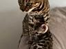 Продаются котята породы Бенгал 5 шт