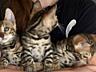 Продаются котята породы Бенгал 5 шт