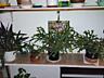 Комнатные растения в продаже