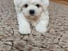 Кукольные щенки Мальтезе!