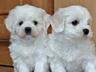 Кукольные щенки Мальтезе!