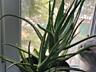 Лечебное растение Алоэ Вера