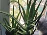 Лечебное растение Алоэ Вера