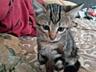 Отдам красивых котят в добрые руки